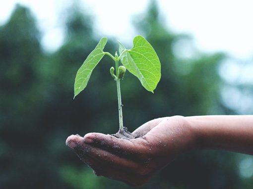 Broccoli II and Tomatoes II: An Unexpected Threat to Plant Breeders? Not Really.
