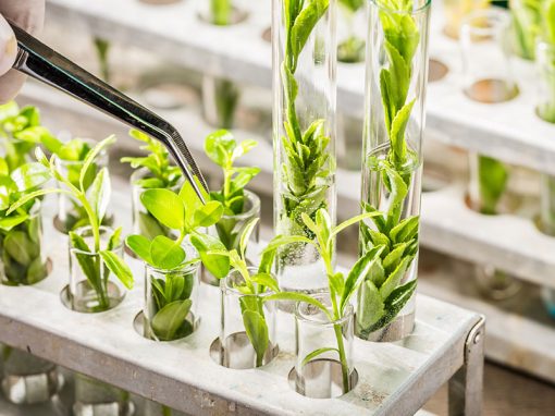 Does Editing a Genome Make a GMO? – The EPO says Yes and the JPO says No