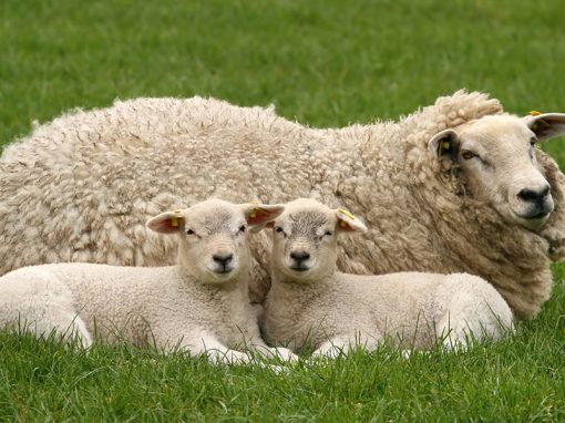 Sheep to Sleep