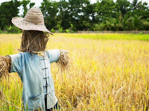Straw Man Oppositions and Independent Interveners
