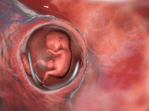The Sancity of the embryo