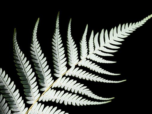 Update on New Zealand Intellectual Property Law Schlich Article