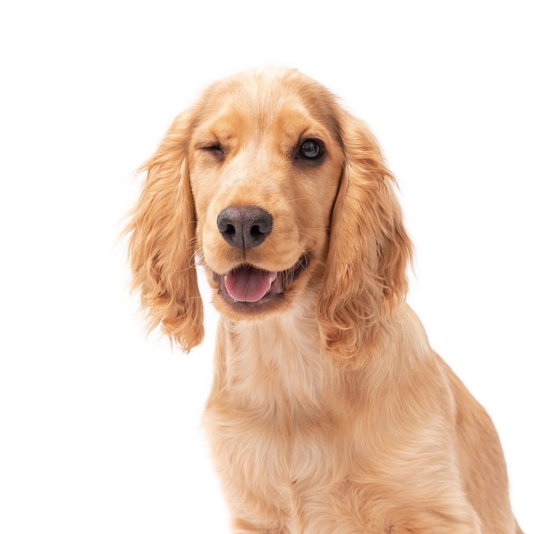 Winking spaniel
