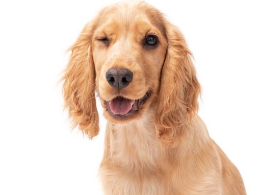 Winking spaniel