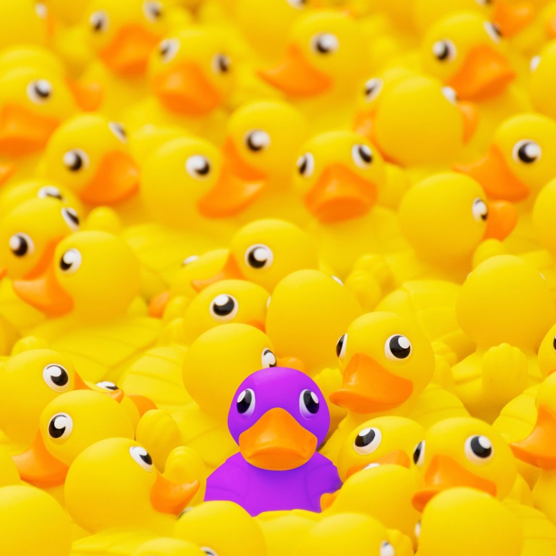 Purple rubber duck standing out in a group of yellow rubber ducks