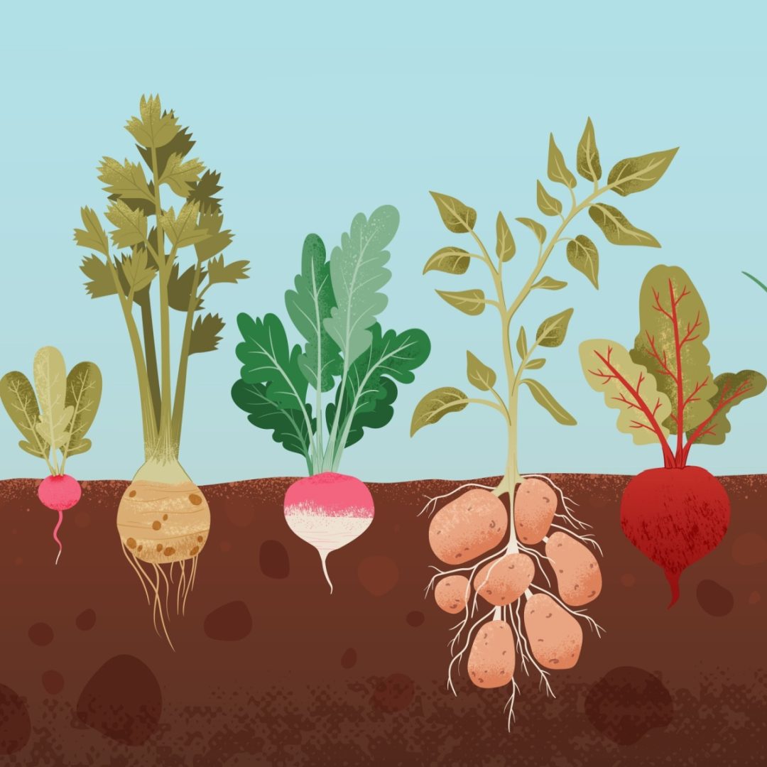 illustration of root vegetables