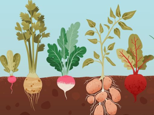 illustration of root vegetables