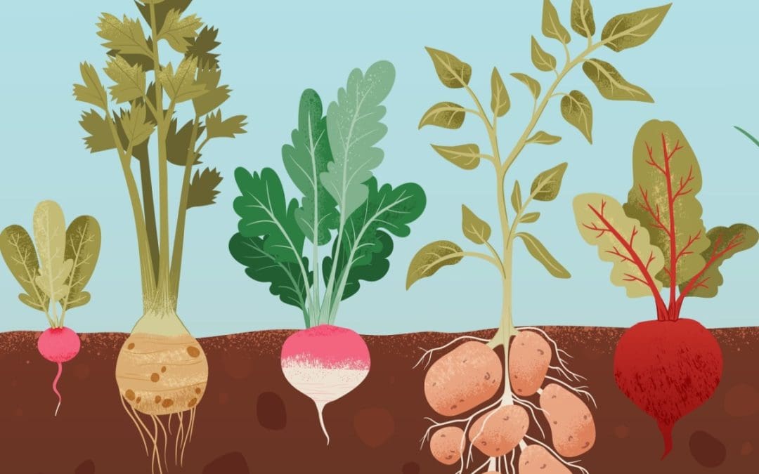 South Africa Introduces New Plant Variety Rights Act Echoing the EU System
